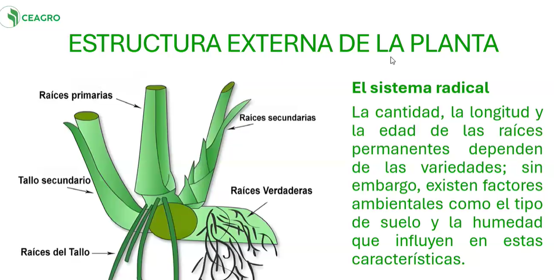 BOTÁNICA Y FISIOLOGÍA DE LA CAÑA DE AZUCAR